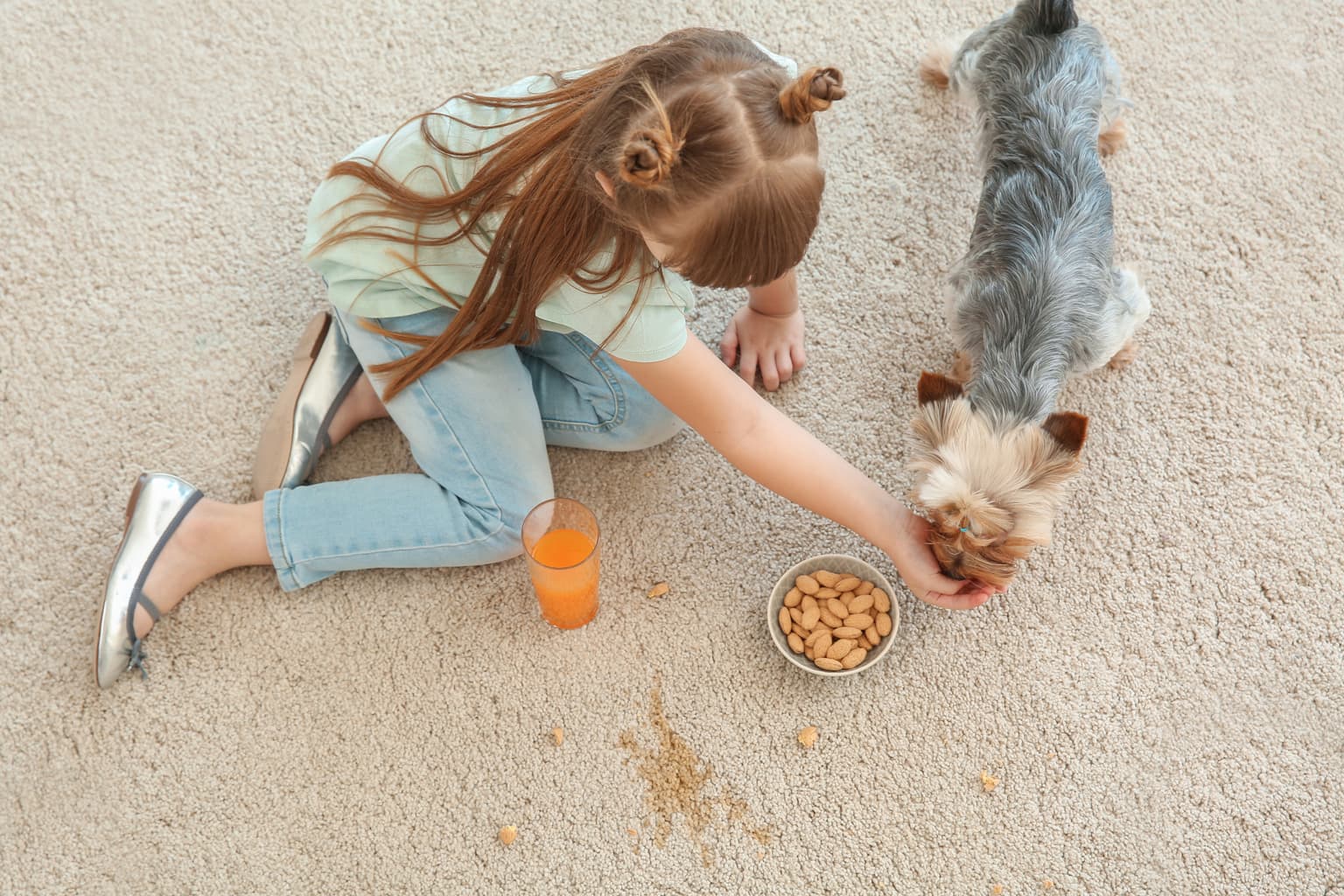 Child and puppy on freshly cleaned carpet
